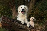GOLDEN RETRIEVER 837